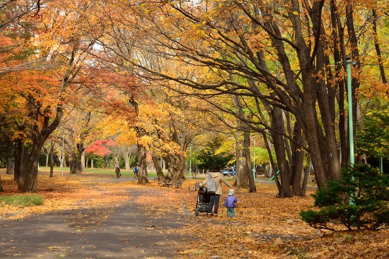Pemandangan musim gugur di Maruyama Park Sapporo