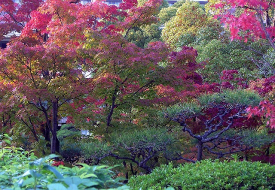 Pemandangan musim gugur di Taman Sorakuen Kobe