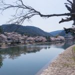 Pemandangan pohon sakura dari tepi Ujigawa Canal