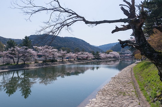 Pemandangan pohon sakura dari tepi Ujigawa Canal