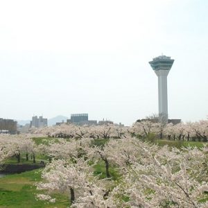 Pemandangan pohon sakura mekar di Fort Goryokaku