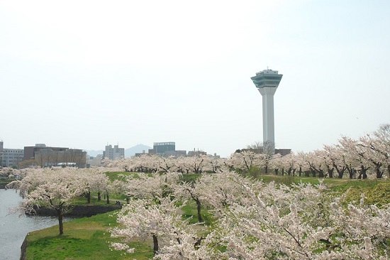 Pemandangan pohon sakura mekar di Fort Goryokaku