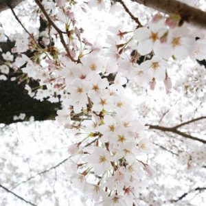 Pemandangan saat Yomiuriland Sakura 2020