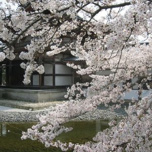 Pemandangan sakura di Kuil Byodoin