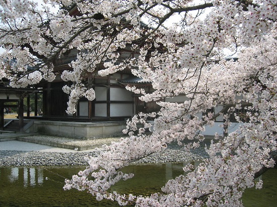 Pemandangan sakura di Kuil Byodoin