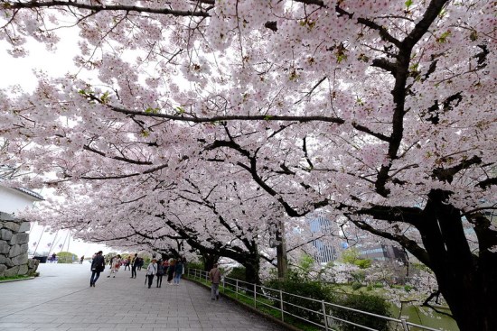 Pemandangan sakura di Maizuru Park Fukuoka