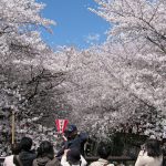 Pemandangan sakura di Meguro River