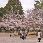 Pemandangan sakura musim semi di Kuil Shinyodo