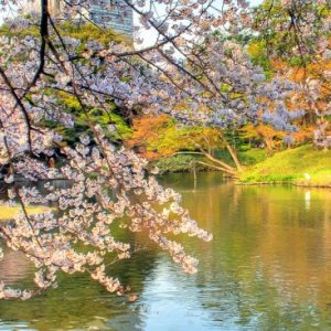Pemandangan sakura waktu Koishikawa Korakuen Sakura 2020