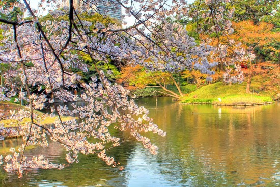 Pemandangan sakura waktu Koishikawa Korakuen Sakura 2020