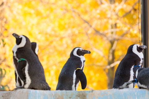 Penguin di Kebun Binatang Ueno