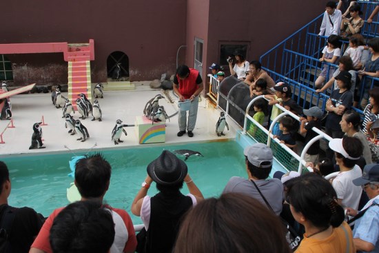 Penguin show di Otaru Aquarium