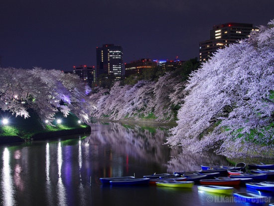 Hanami Sakura 2018: Taman Chidorigafuchi