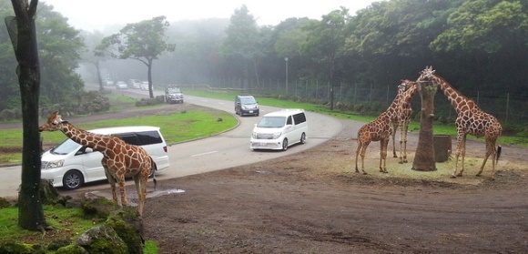 Pergi ke Fuji Safari Park