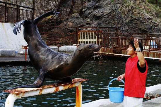 Pertunjukan anjing laut di Otaru Aquarium