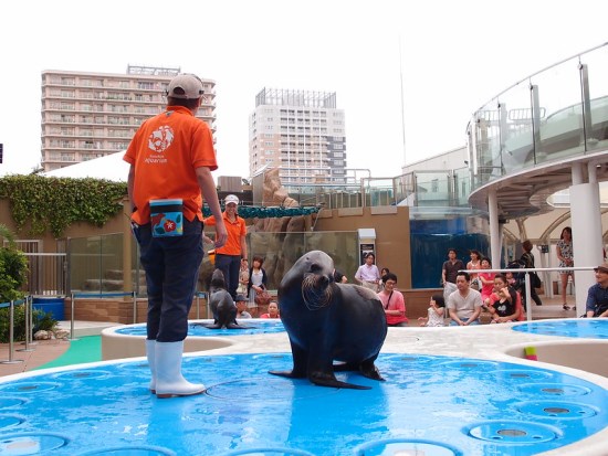 Pertunjukan singa laut di Sunshine City Ikebukuro