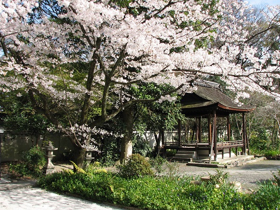 Pohhon bunga sakura mekar di Kyoto Imperial Palace