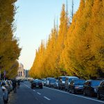 Pohon Ginkgo di Taman Jingu Gaien Tokyo