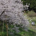 Pohon bunga sakura di Garyu Park saat hanami