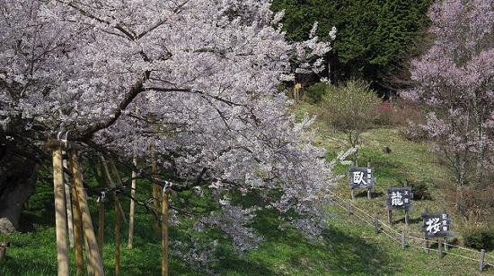 Pohon bunga sakura di Garyu Park saat hanami