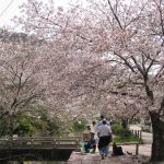 Pohon bunga sakura mekar di Philosophers Path