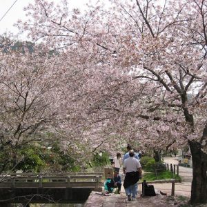 Pohon bunga sakura mekar di Philosophers Path