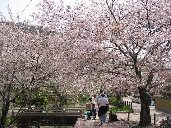 Pohon bunga sakura mekar di Philosophers Path
