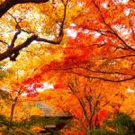 Pohon maple di Jojakkoji Temple Kyoto