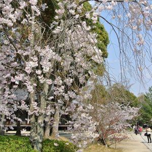 Pohon omuro-zakura di Kuil Ninnaji yang terkenal