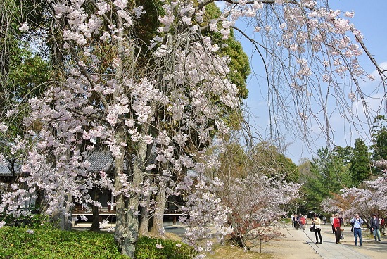 Pohon omuro-zakura di Kuil Ninnaji yang terkenal