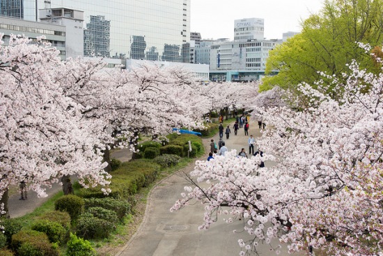 Pohon sakura di Kema Sakuranomiya