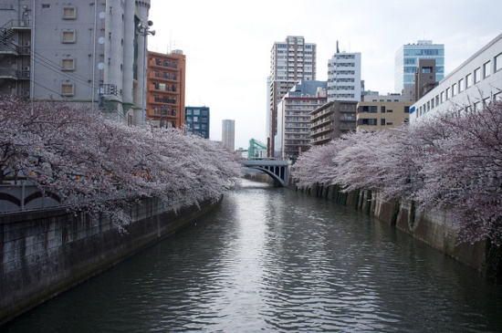 Pohon sakura di sepanjang Meguro River