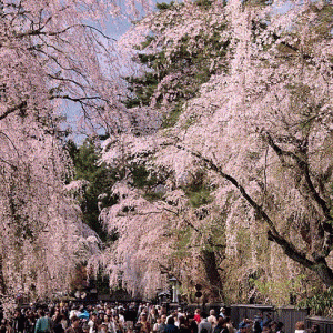 Ramainya hanami sakura di Kakunodate