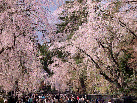 Ramainya hanami sakura di Kakunodate