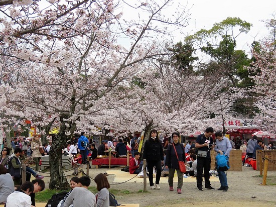 Ramainya hanami sakura di Maruyama Park Kyoto