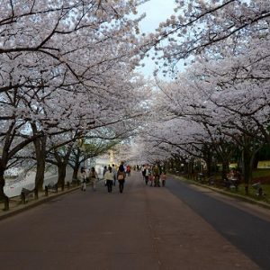 Ramainya pengunjung menyaksikan hanami sakura di Taman Bampaku Kinen Koen