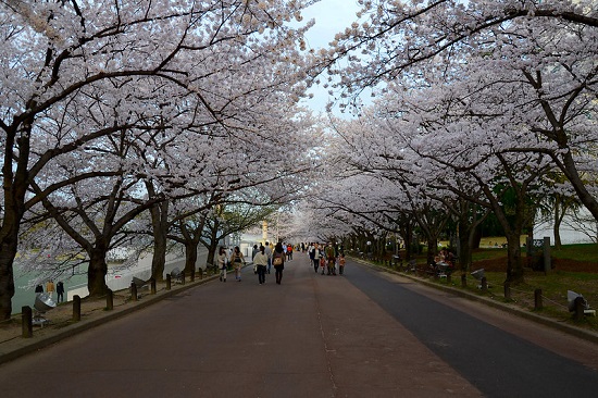 Ramainya pengunjung menyaksikan hanami sakura di Taman Bampaku Kinen Koen