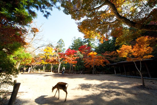 Rusa liar di Momijidani Park Miyajima