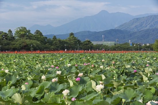 Sacred Lotus di Kastil takada