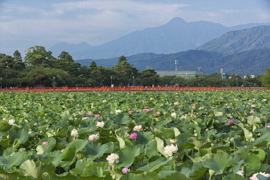 Info Wisata di Niigata Sacred Lotus di Kastil takada