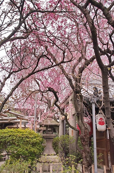Sakura bermekaran di Kuil Uhoin Kyoto