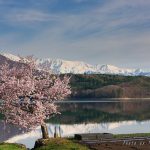 Sakura dan salju di Danau Nakatsuna Hakuba