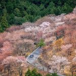 Sakura dari Gunung Yoshino Nara