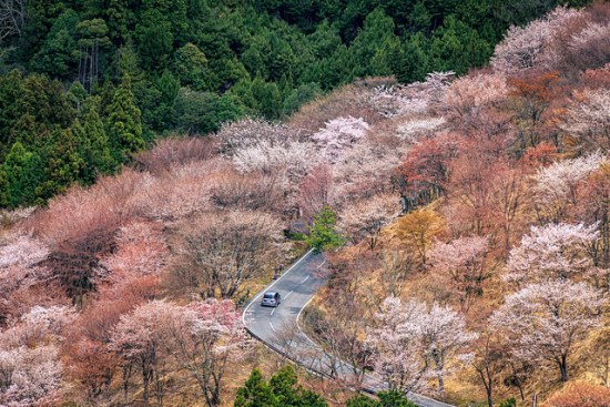 Sakura dari Gunung Yoshino Nara