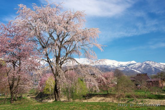 Sakura di Danau Nakatsuna Hakuba