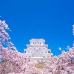 Sakura di Kastil Himeji