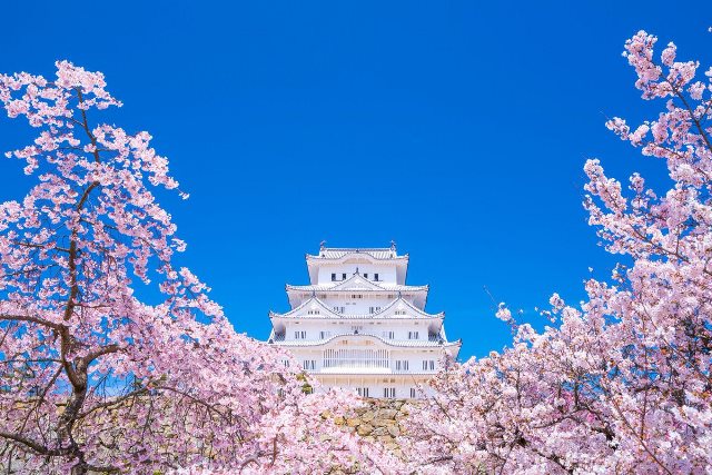 Sakura di Kastil Himeji