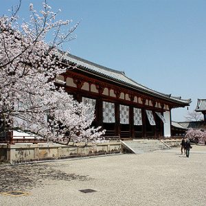 Sakura di Kuil Horyuji