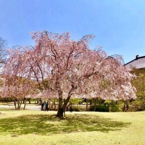 Sakura di Kuil Todaiji waktu Nara Park Sakura 2020