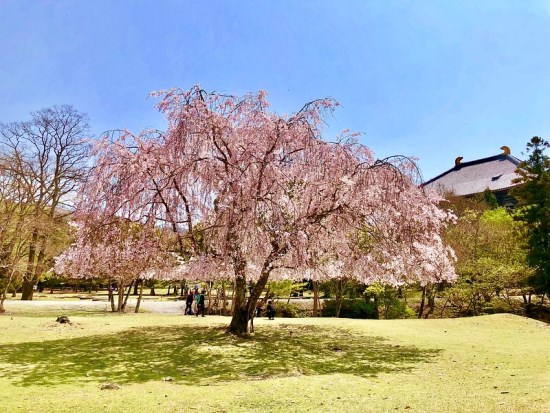 Sakura di Kuil Todaiji waktu Nara Park Sakura 2020
